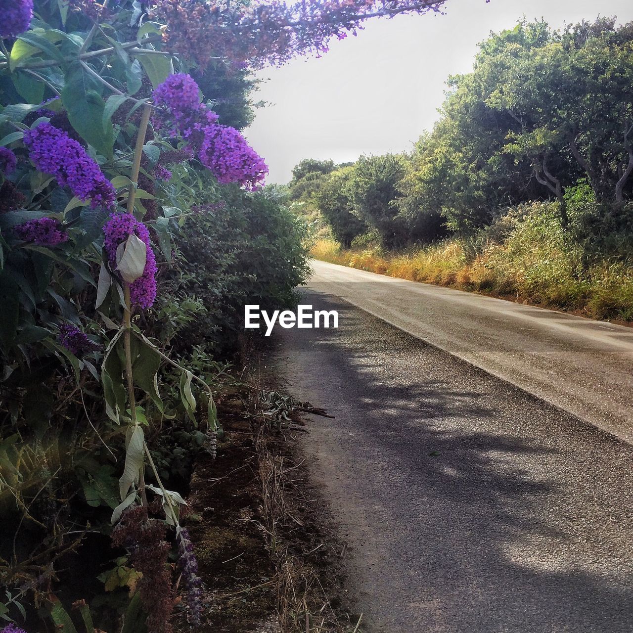 ROAD ALONG TREES