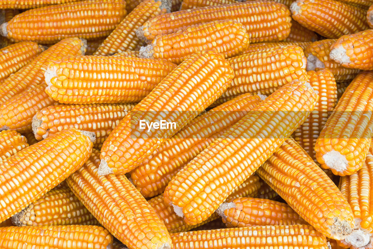 Pile of yellow dried corns for animal feeding