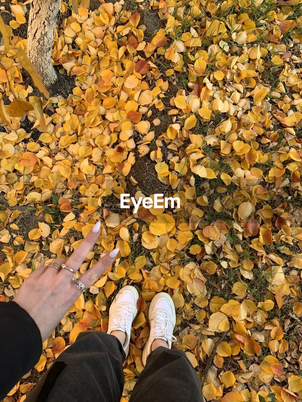 Low section of woman standing on autumn leaves