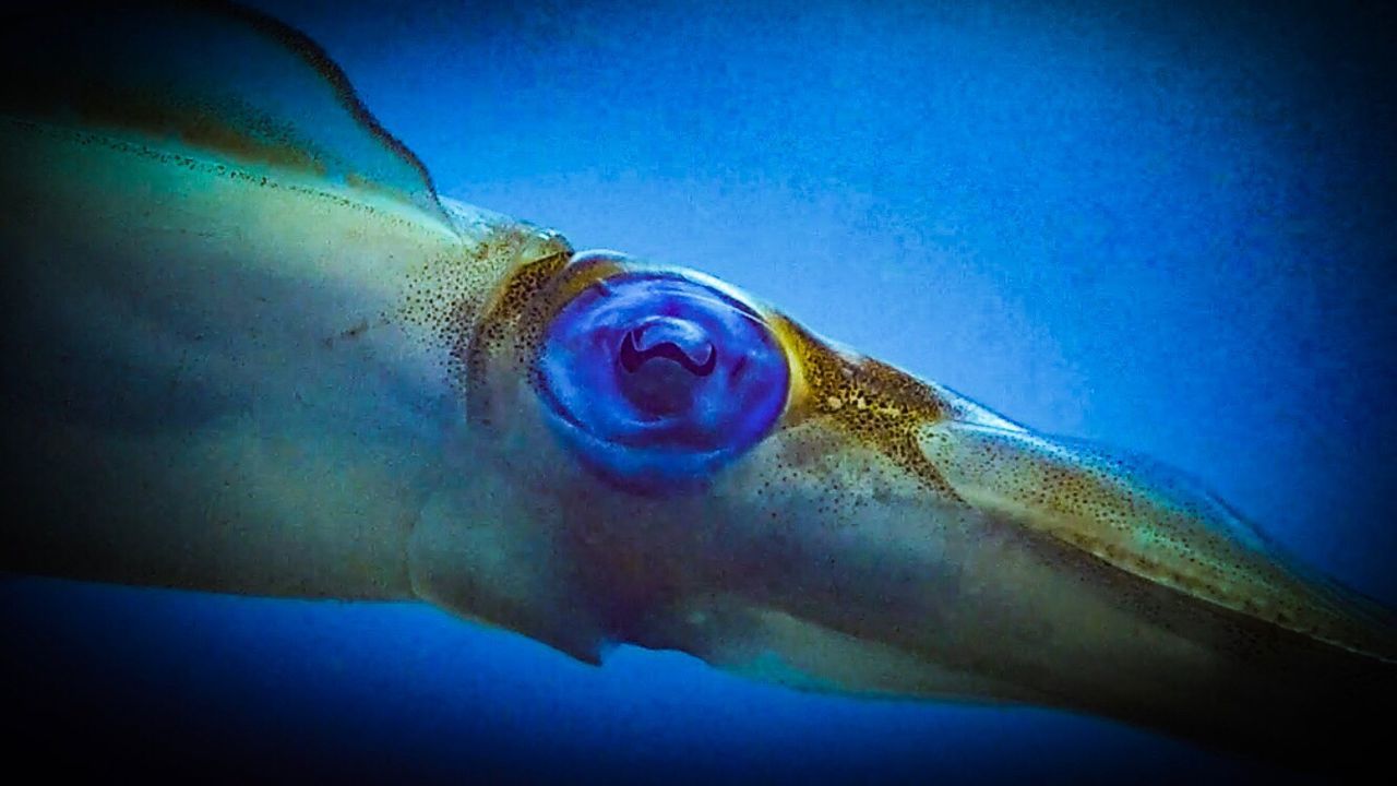 CLOSE-UP OF JELLYFISH IN SWIMMING UNDERWATER