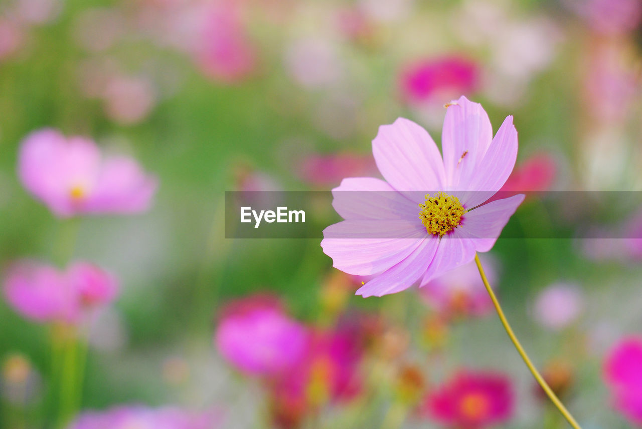 CLOSE-UP OF PINK COSMOS OUTDOORS