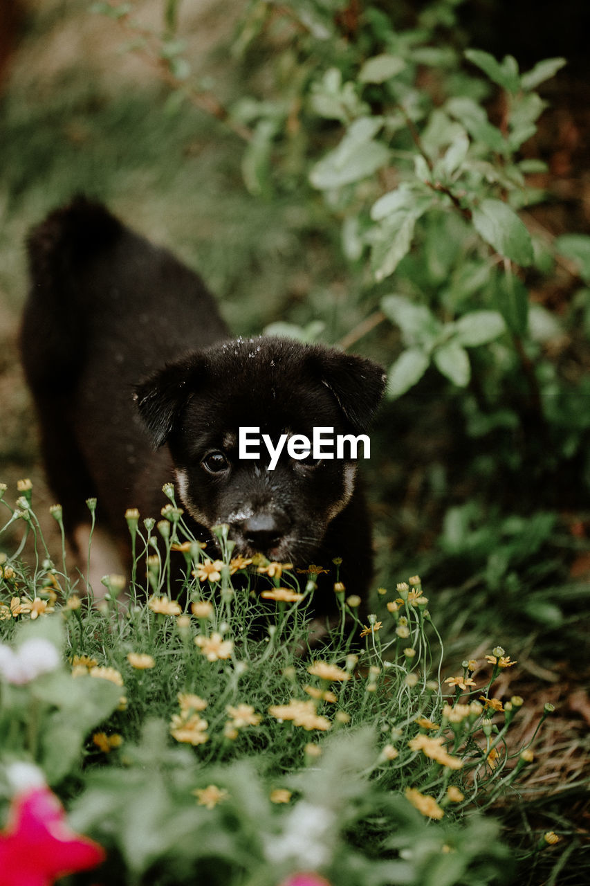 PORTRAIT OF PUPPY ON A FIELD