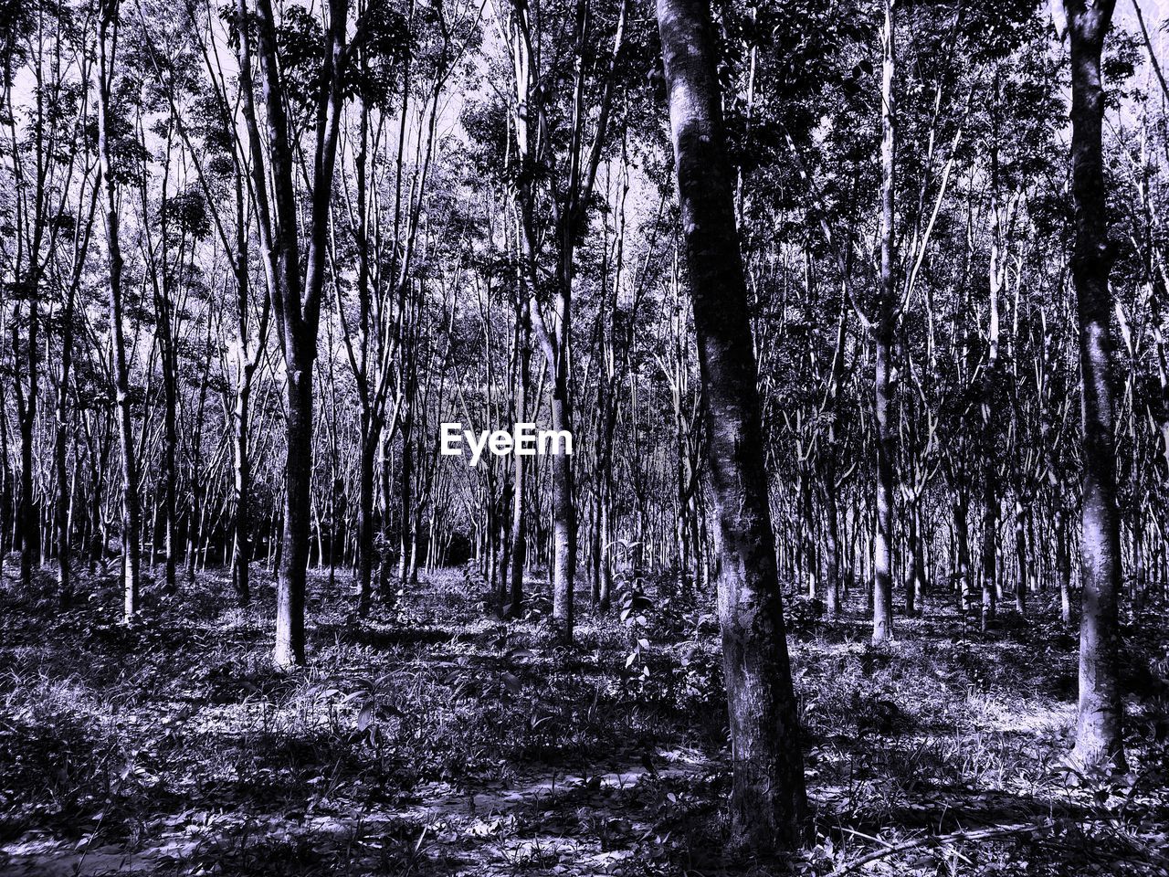 VIEW OF TREES IN THE FOREST