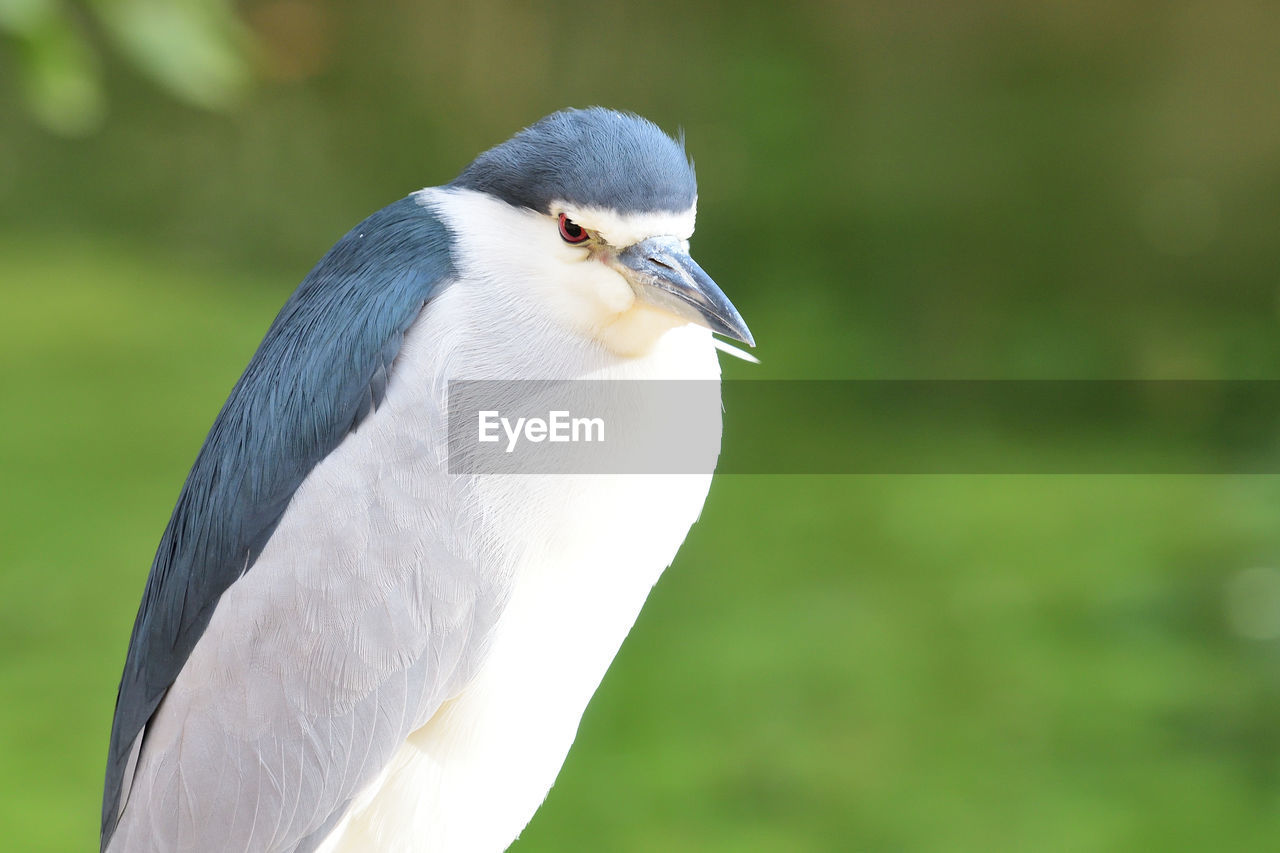 Portrait of a black crowned night heron 