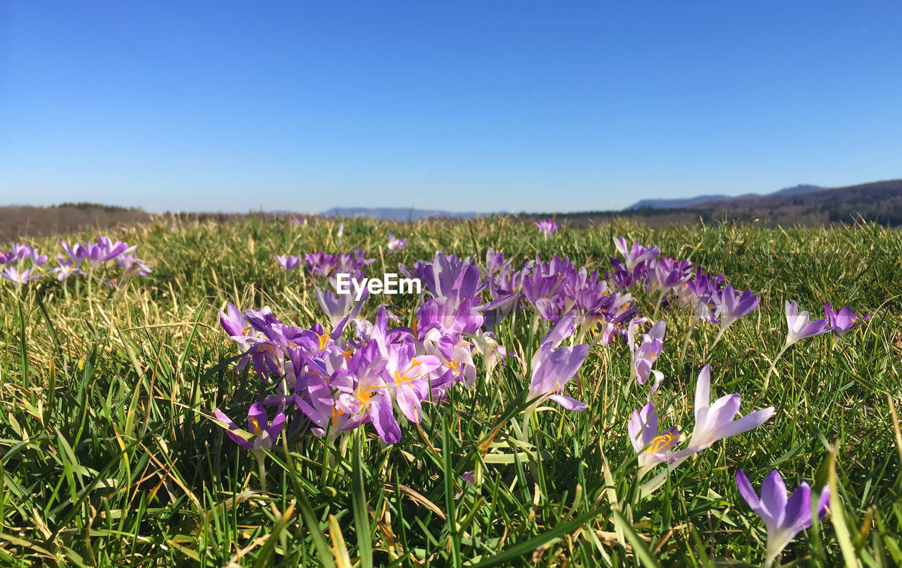 Purple crocus flowers on field against clear sky
