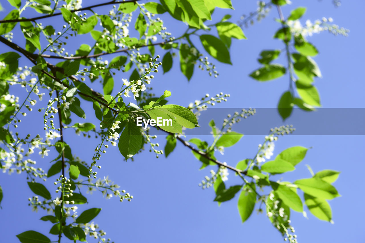 Low angle view of flowering plant against blue sky