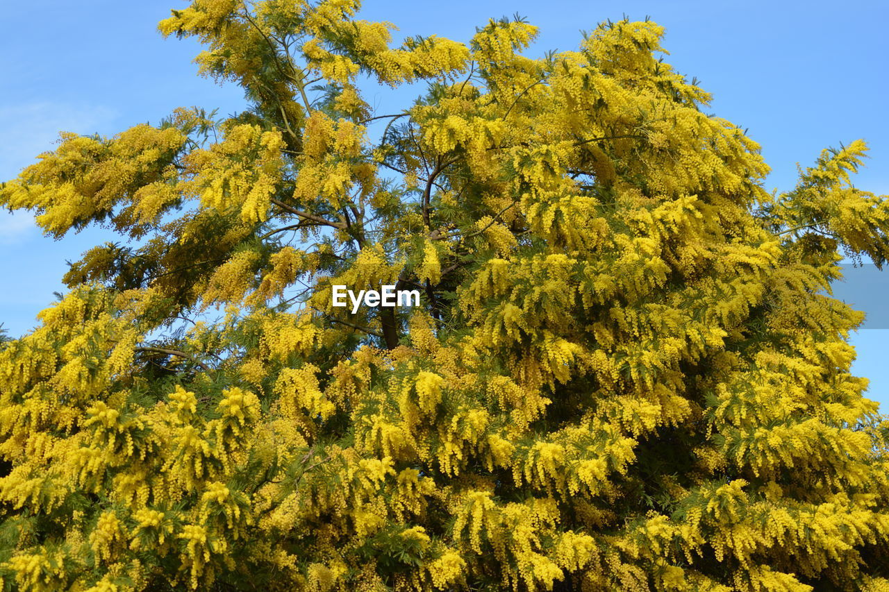 LOW ANGLE VIEW OF YELLOW TREE LEAVES AGAINST SKY