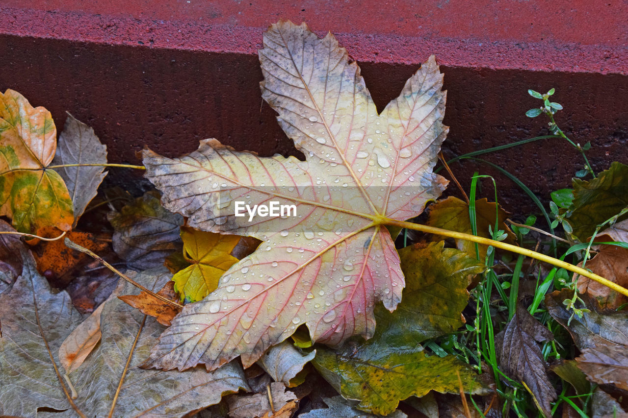 High angle view of wet leaves during autumn