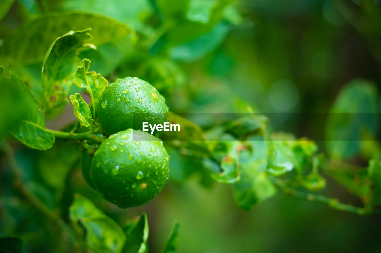 CLOSE-UP OF FRESH FRUITS ON TREE