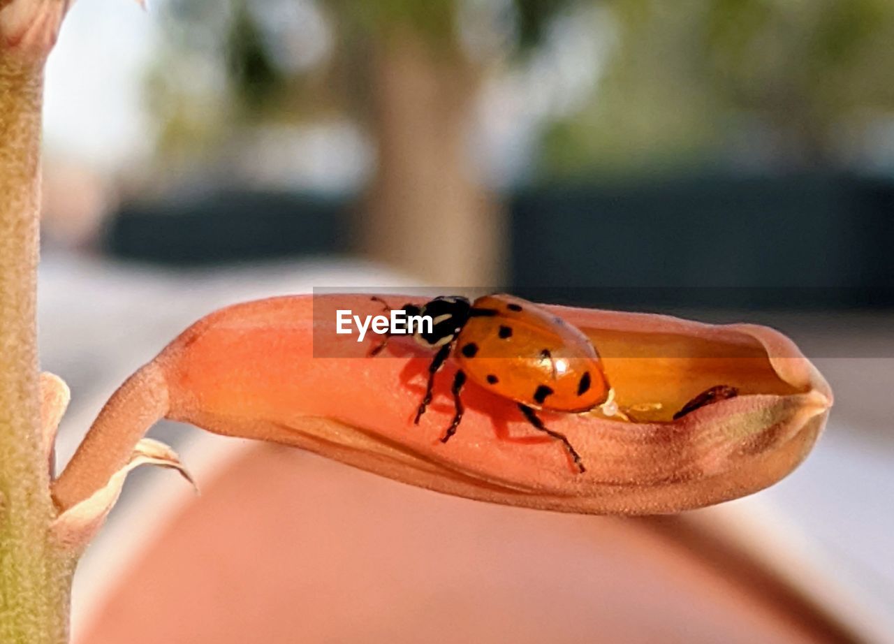 CLOSE-UP OF A LADYBUG