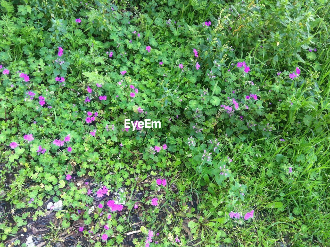 CLOSE-UP OF FRESH PINK FLOWERS BLOOMING OUTDOORS