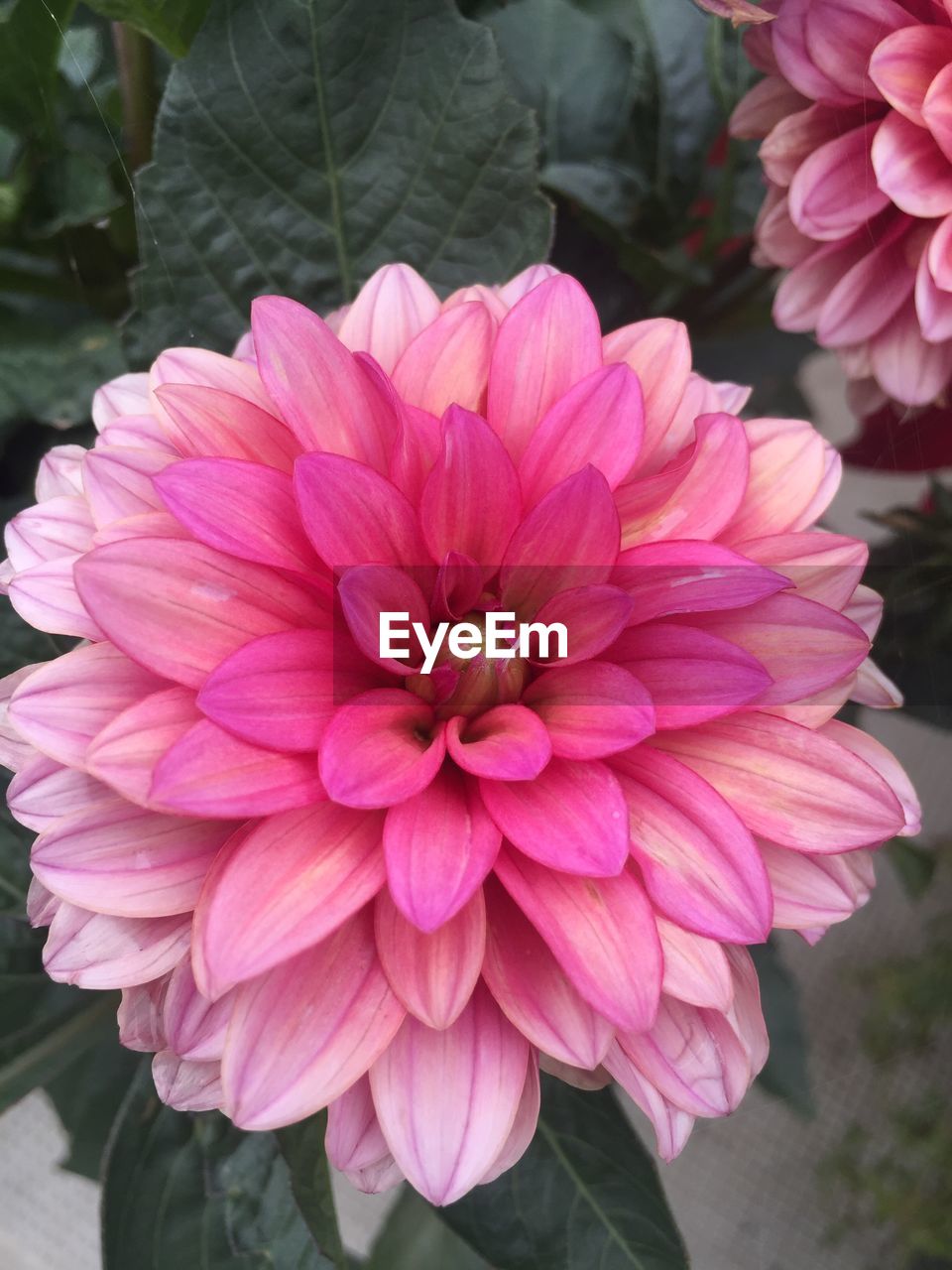 PINK DAHLIA BLOOMING OUTDOORS