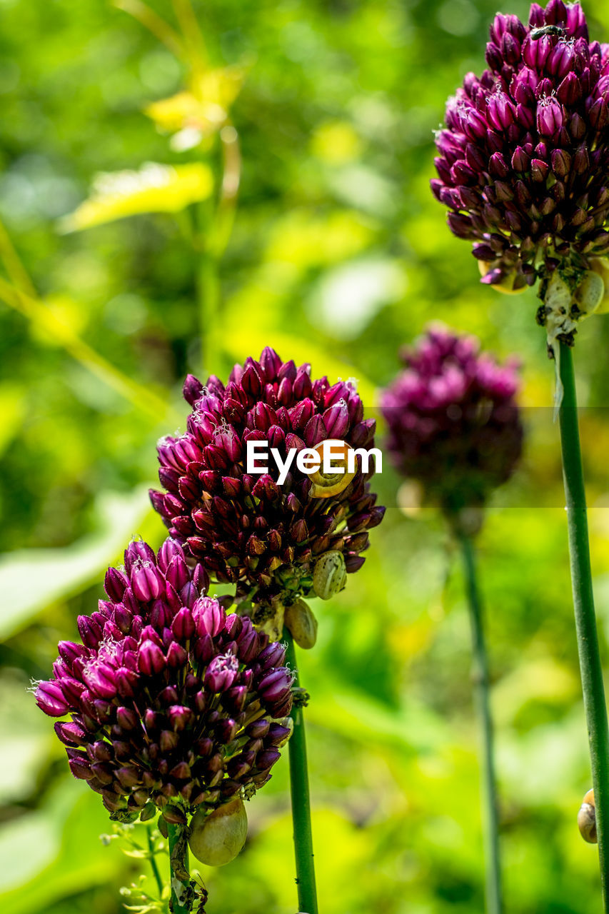 Chive herb flowers on bokeh background shot in vineyard