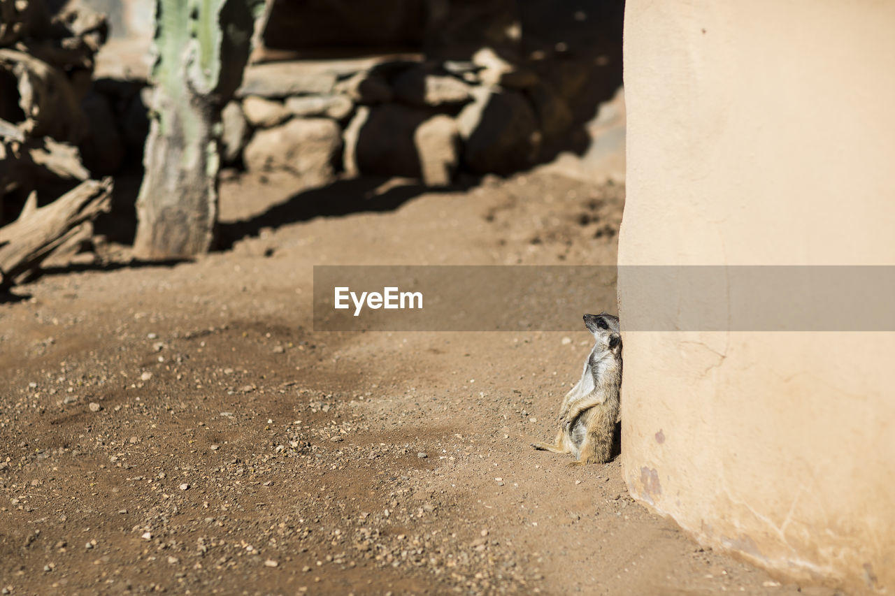 Meerkat sitting against building