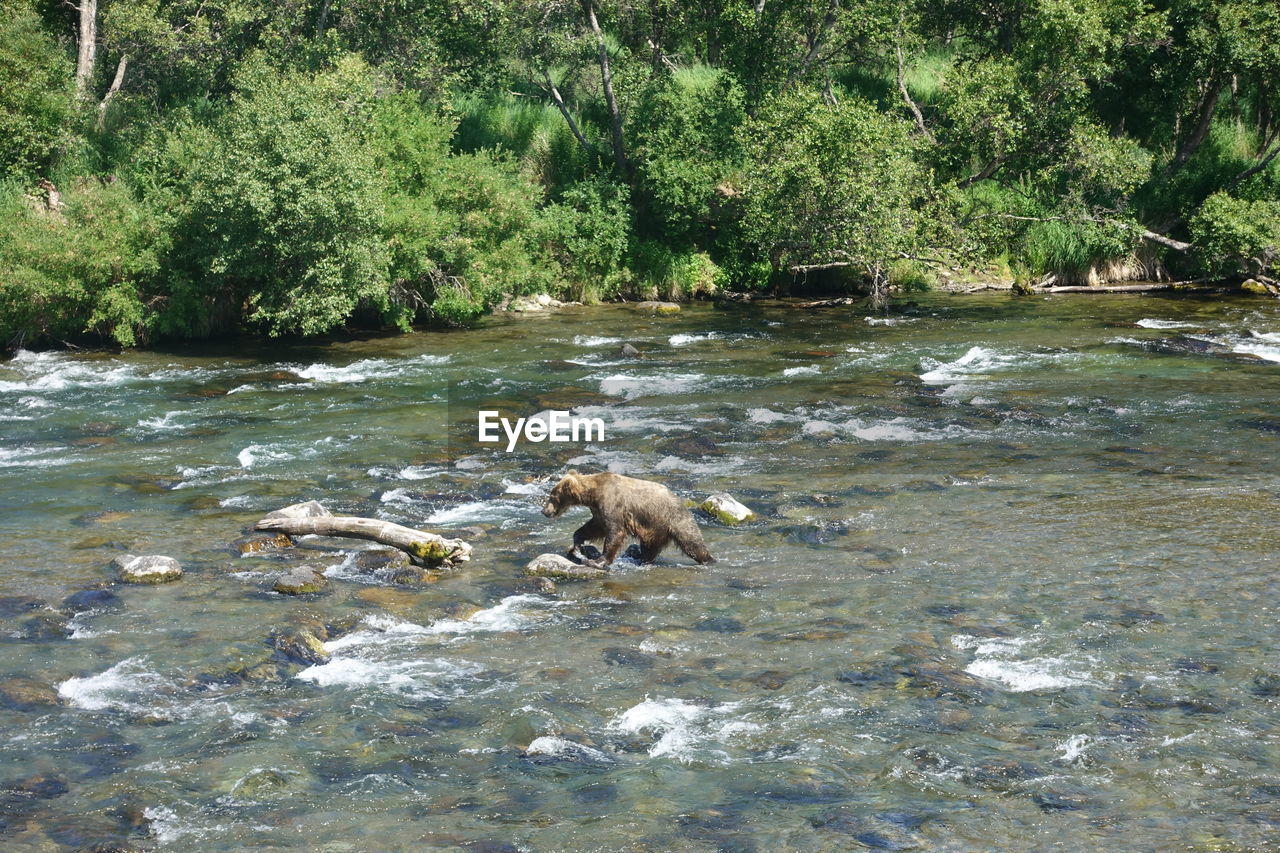 VIEW OF DUCKS IN RIVER