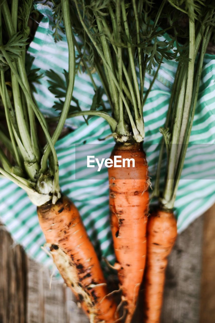 Carrots just picked from the garden.