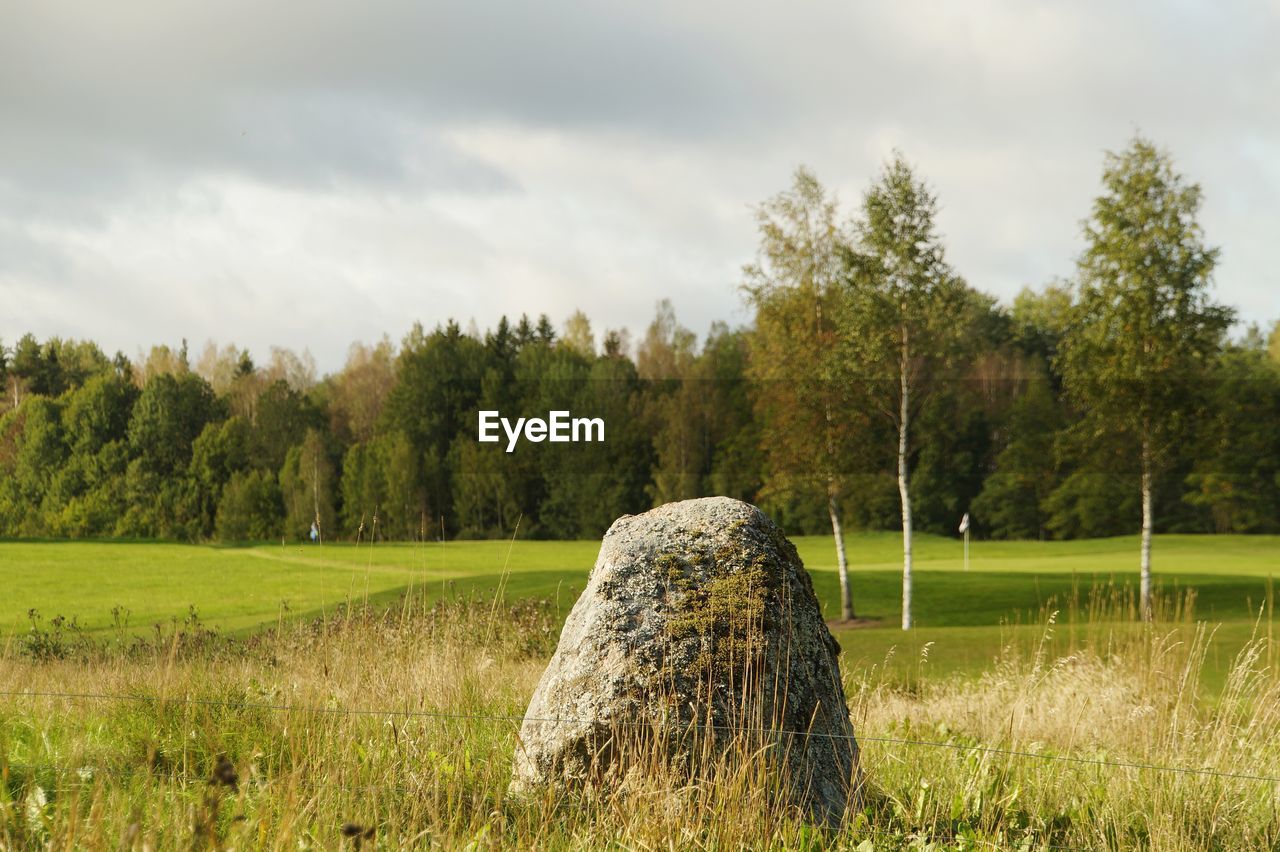 VIEW OF TREES ON FIELD