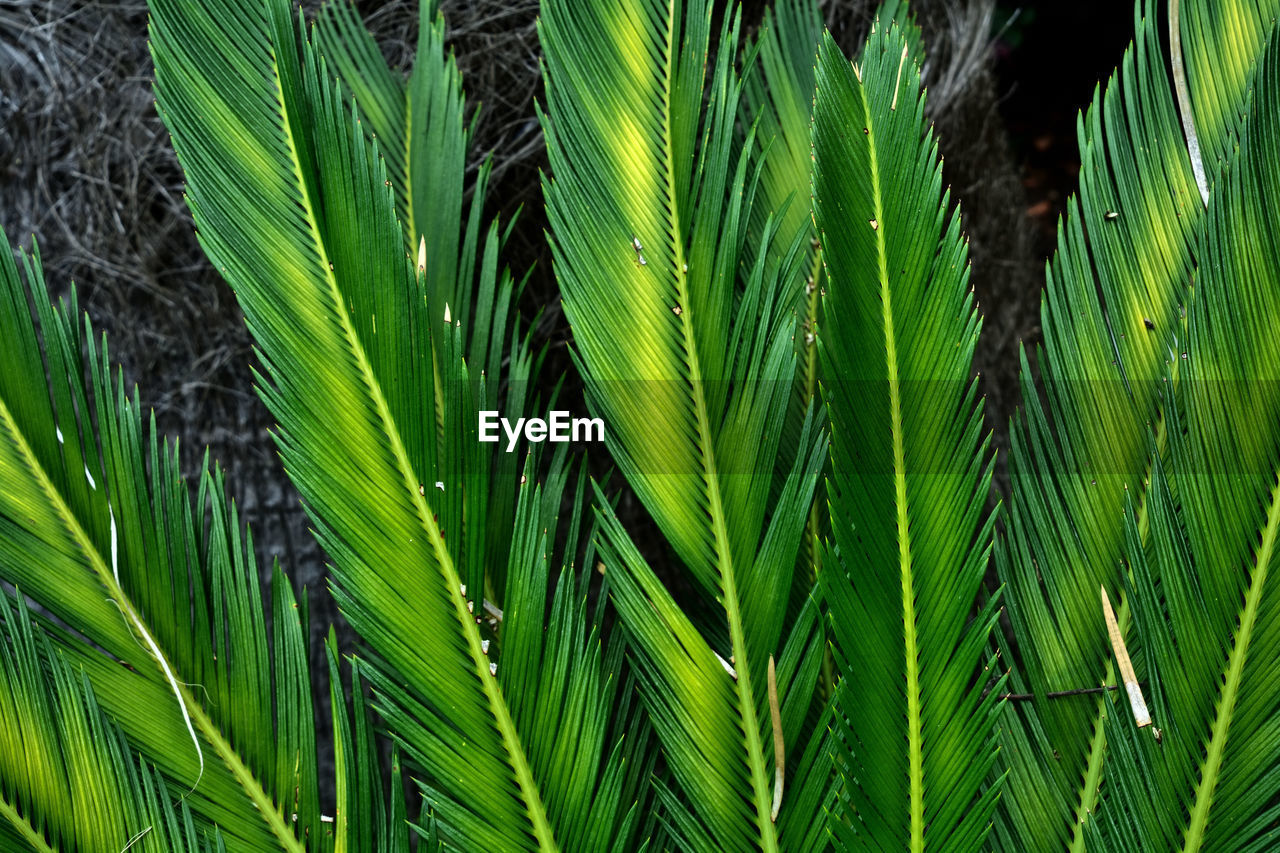 green, plant, growth, leaf, beauty in nature, plant part, nature, tree, no people, close-up, backgrounds, full frame, day, palm tree, palm leaf, vegetation, outdoors, plant stem, tranquility, land, grass, tropical climate, freshness, flower, lush foliage