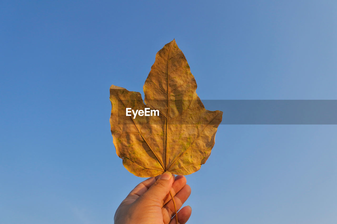 Cropped image of hand holding maple leaf against blue sky