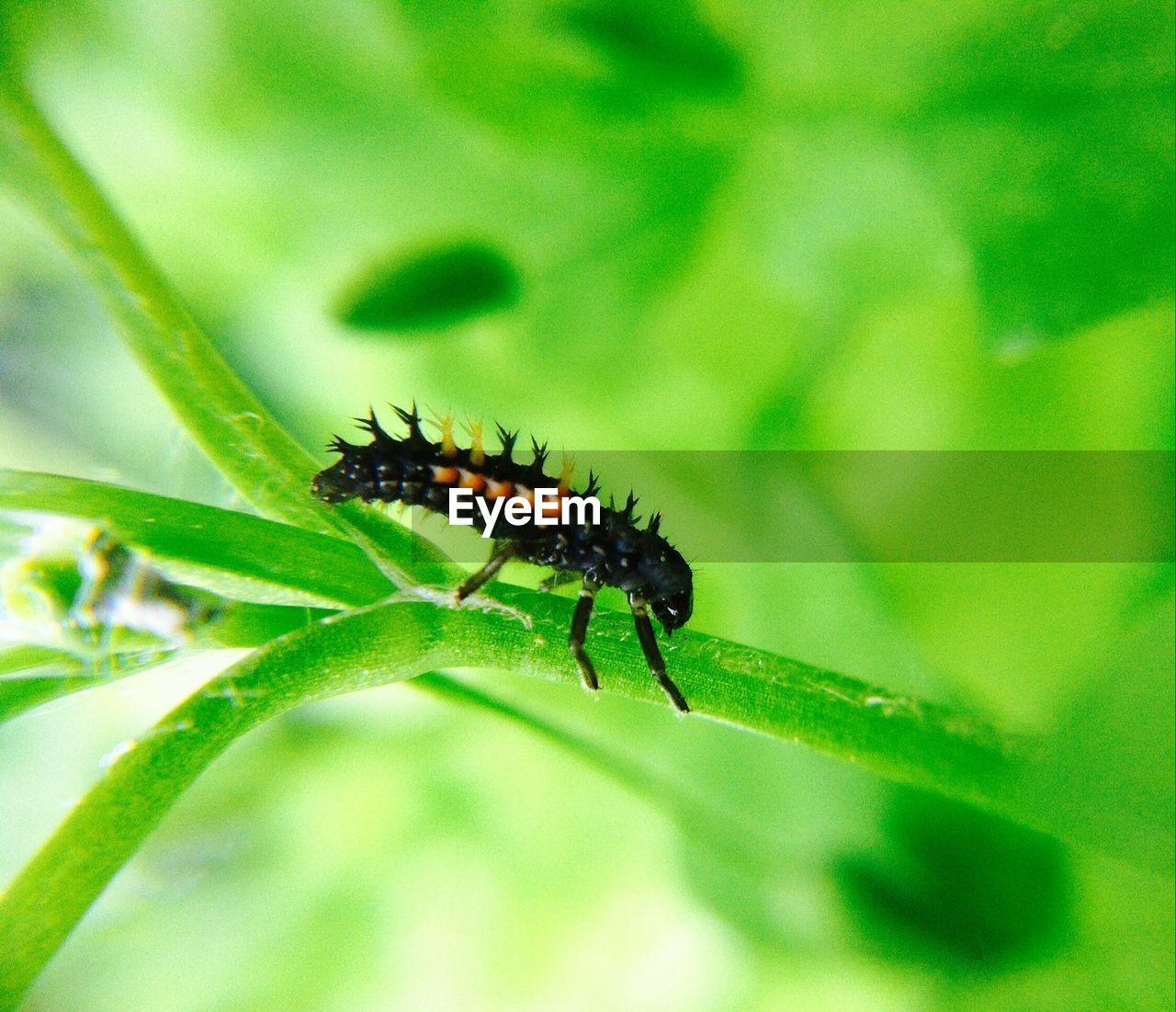 CLOSE-UP OF INSECTS
