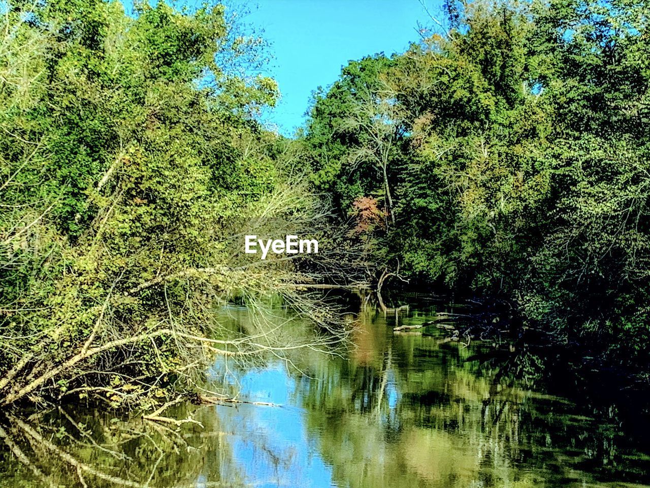 REFLECTION OF TREES ON LAKE IN FOREST