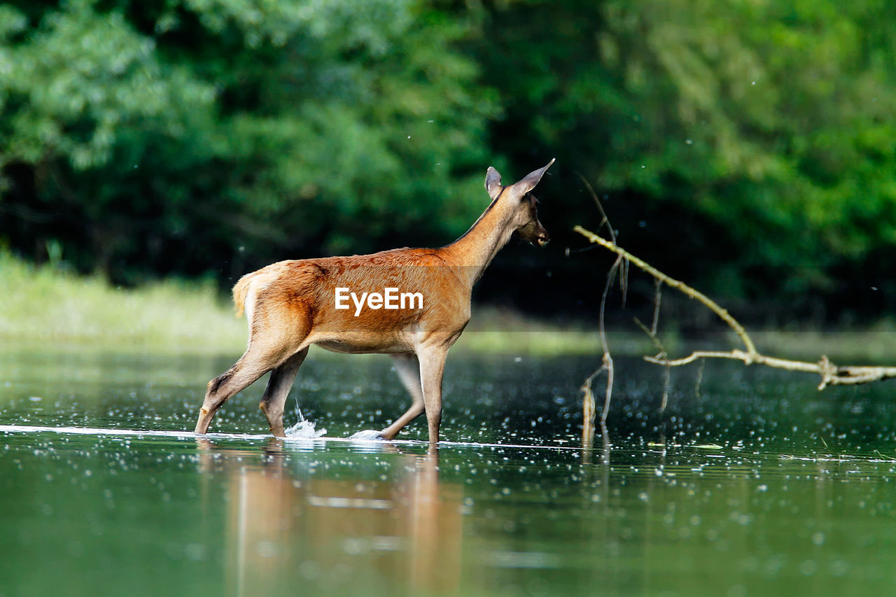 Deer wading in the sidebranch of the drava river