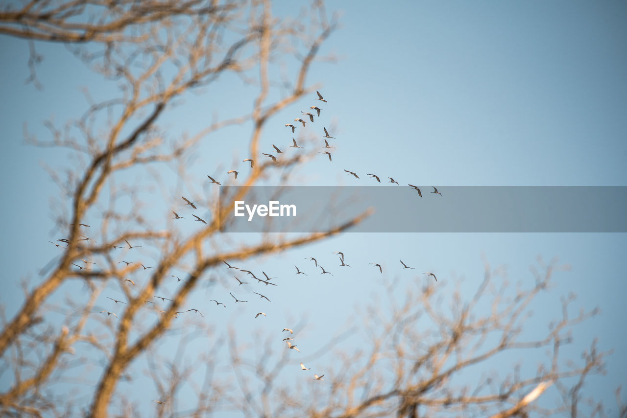 Low angle view of cranes flying against clear sky