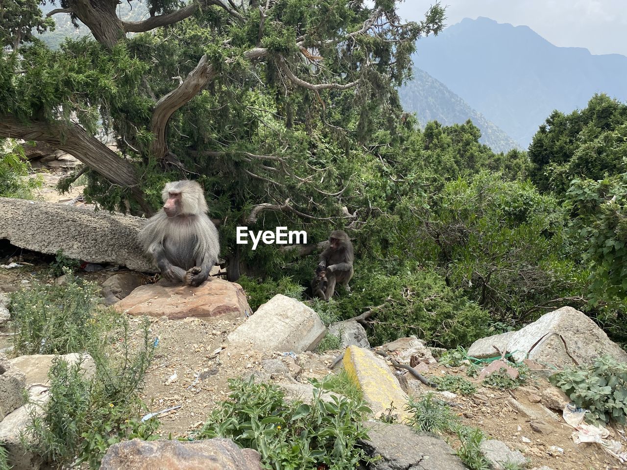 MONKEY SITTING ON ROCK AGAINST TREES AND MOUNTAINS