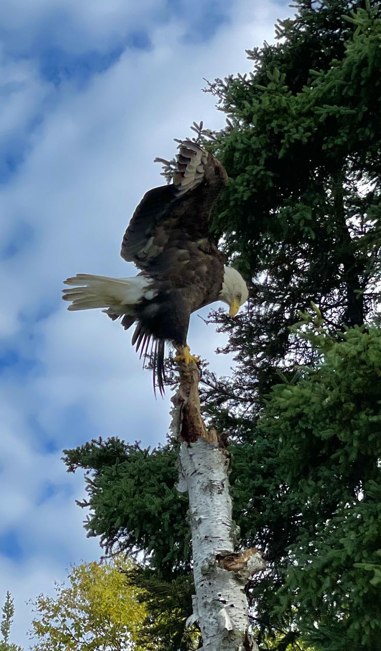 tree, animal themes, plant, animal, animal wildlife, bird, wildlife, eagle, sky, nature, one animal, bird of prey, low angle view, no people, cloud, bald eagle, flying, outdoors, day, animal body part, branch, beauty in nature