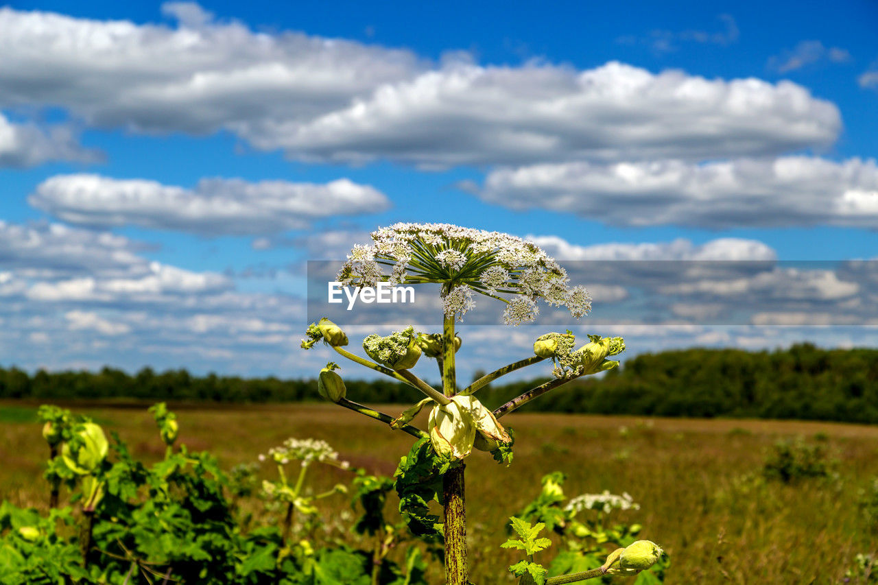 plant, nature, cloud, field, sky, agriculture, landscape, meadow, flower, environment, grassland, beauty in nature, rural area, land, flowering plant, prairie, growth, wildflower, sunlight, rural scene, freshness, green, no people, tree, grass, rapeseed, food, scenics - nature, day, outdoors, food and drink, natural environment, blue, focus on foreground, crop, springtime, tranquility, blossom, plant part, leaf, produce, summer, non-urban scene