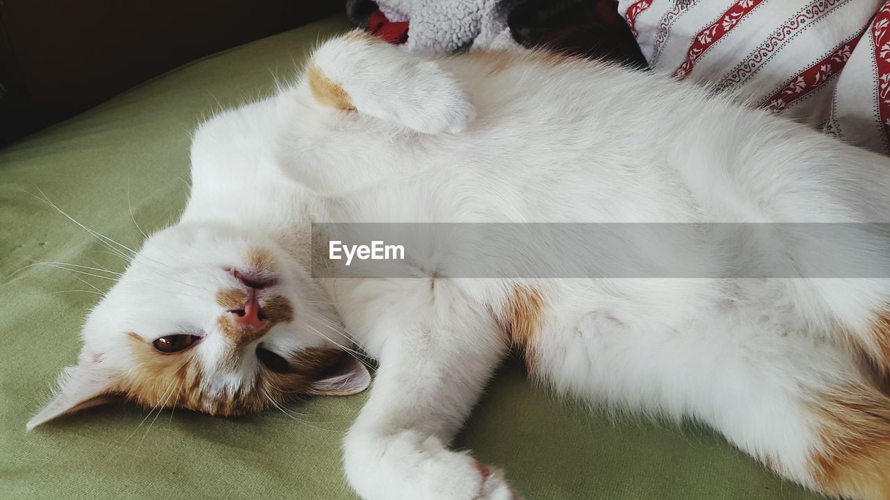 High angle view of cat relaxing on bed at home