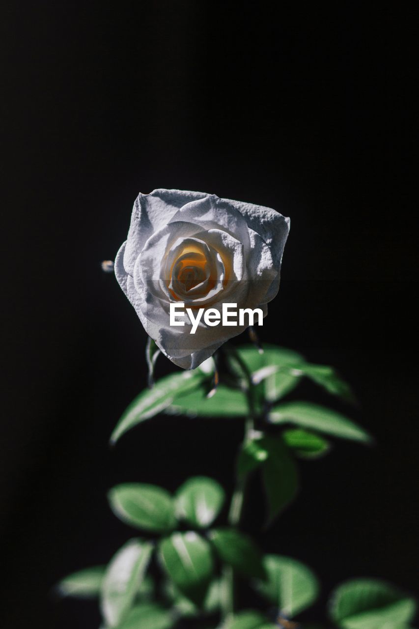 Close-up of rose against black background