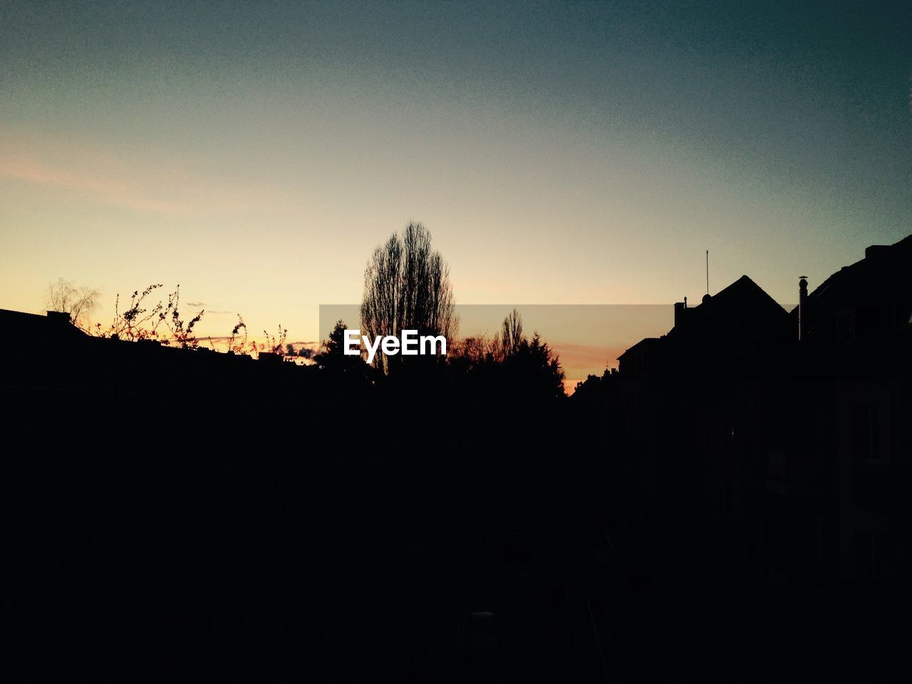 SILHOUETTE OF BARE TREES AGAINST SKY