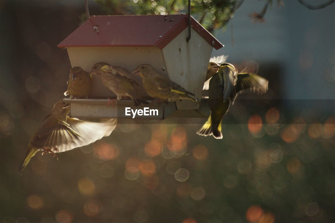 Close-up of bird flying