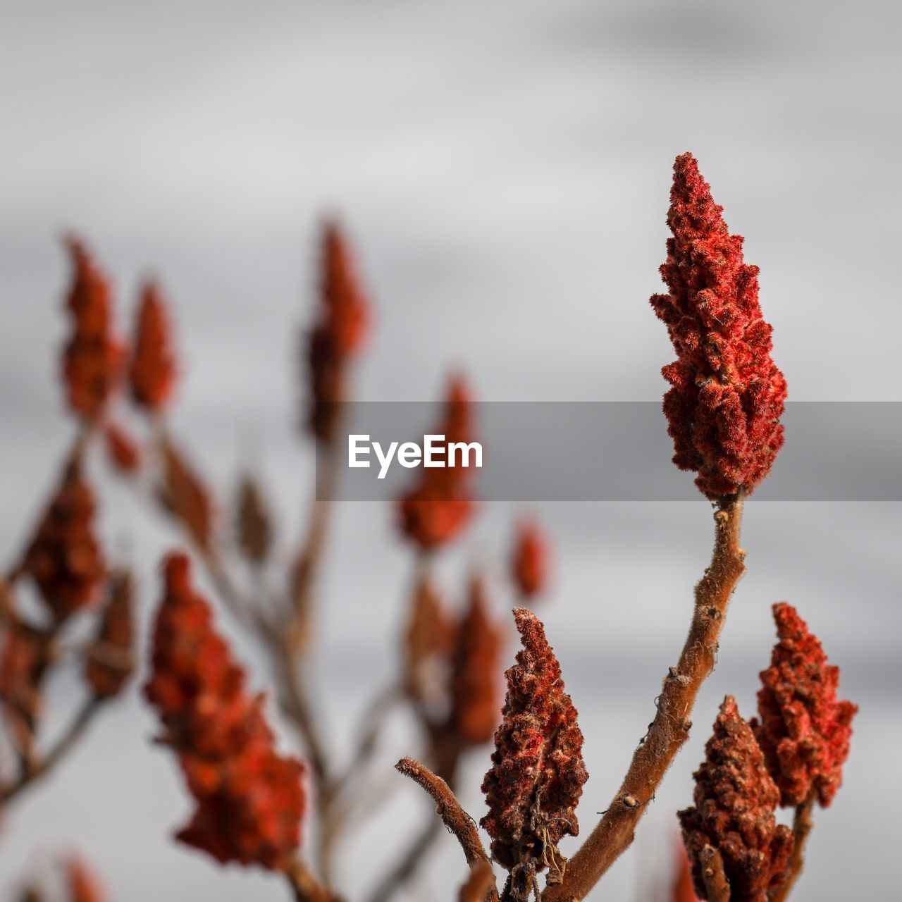 Close-up of red flowering plant during winter