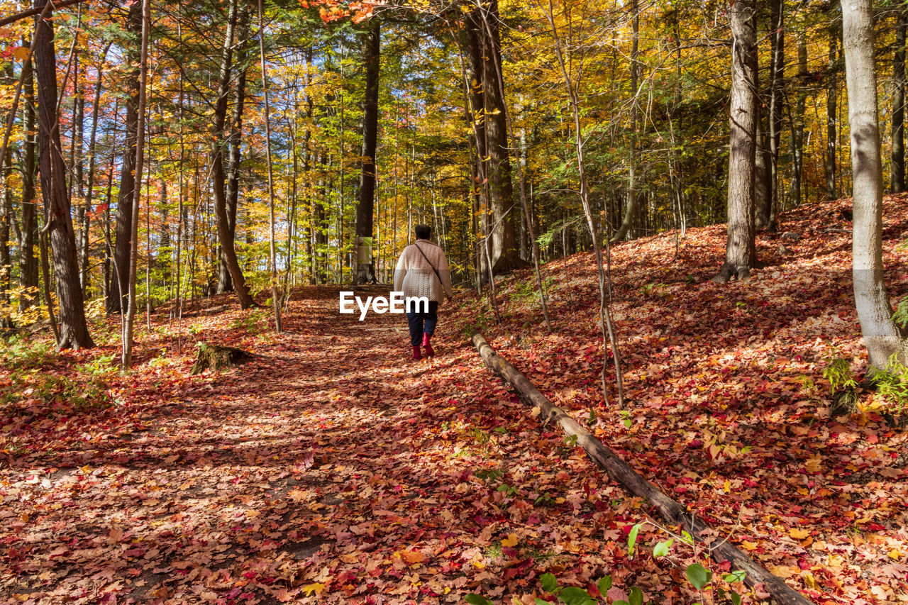 Rear view of man walking on autumn leaves in forest