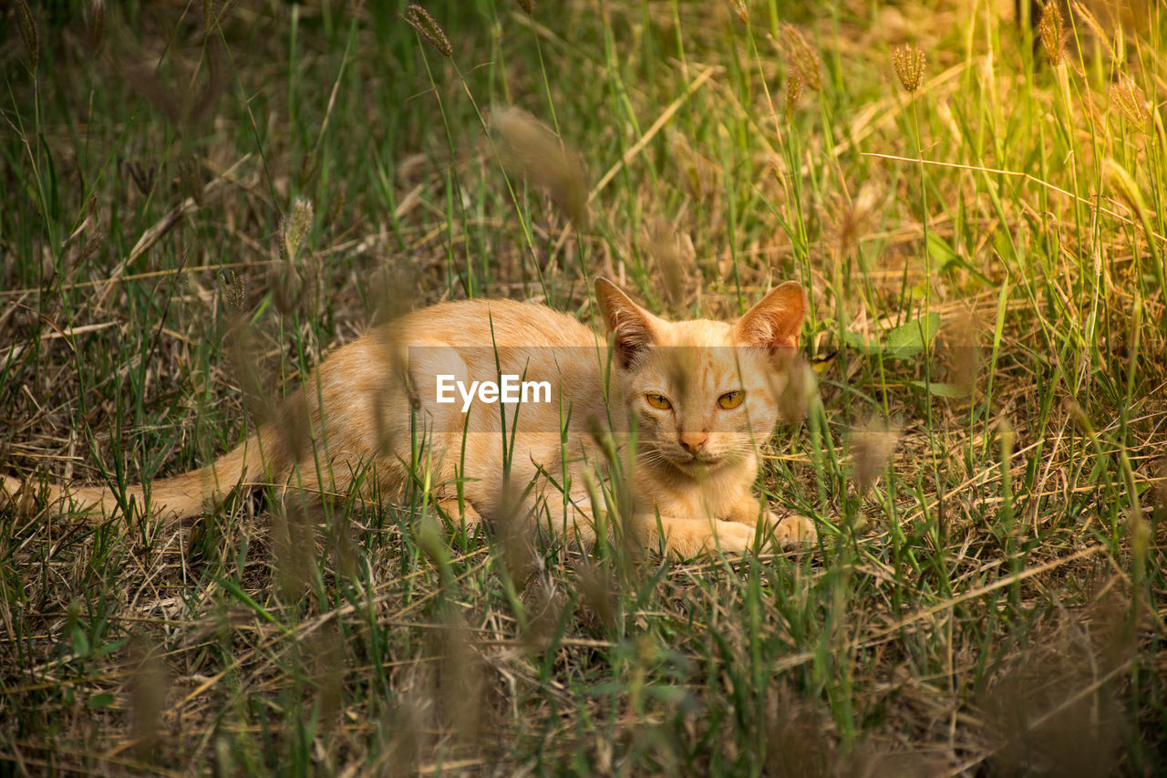 Portrait of ginger cat lying on grass