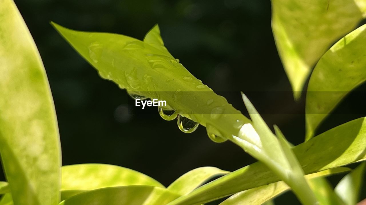 green, leaf, plant part, plant, nature, flower, grass, growth, water, close-up, beauty in nature, macro photography, no people, yellow, plant stem, freshness, drop, outdoors, environment, food, animal themes, animal, wet, food and drink, animal wildlife, tree, tropical climate