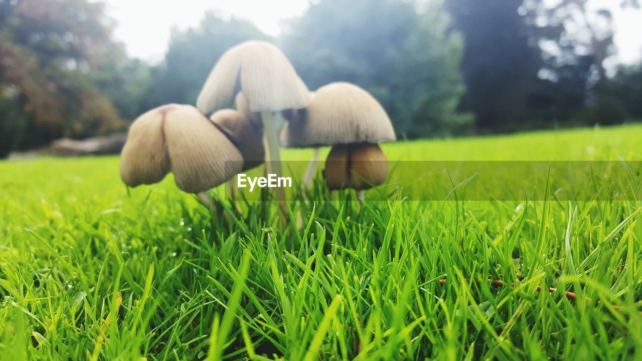 CLOSE-UP OF MUSHROOMS IN FIELD