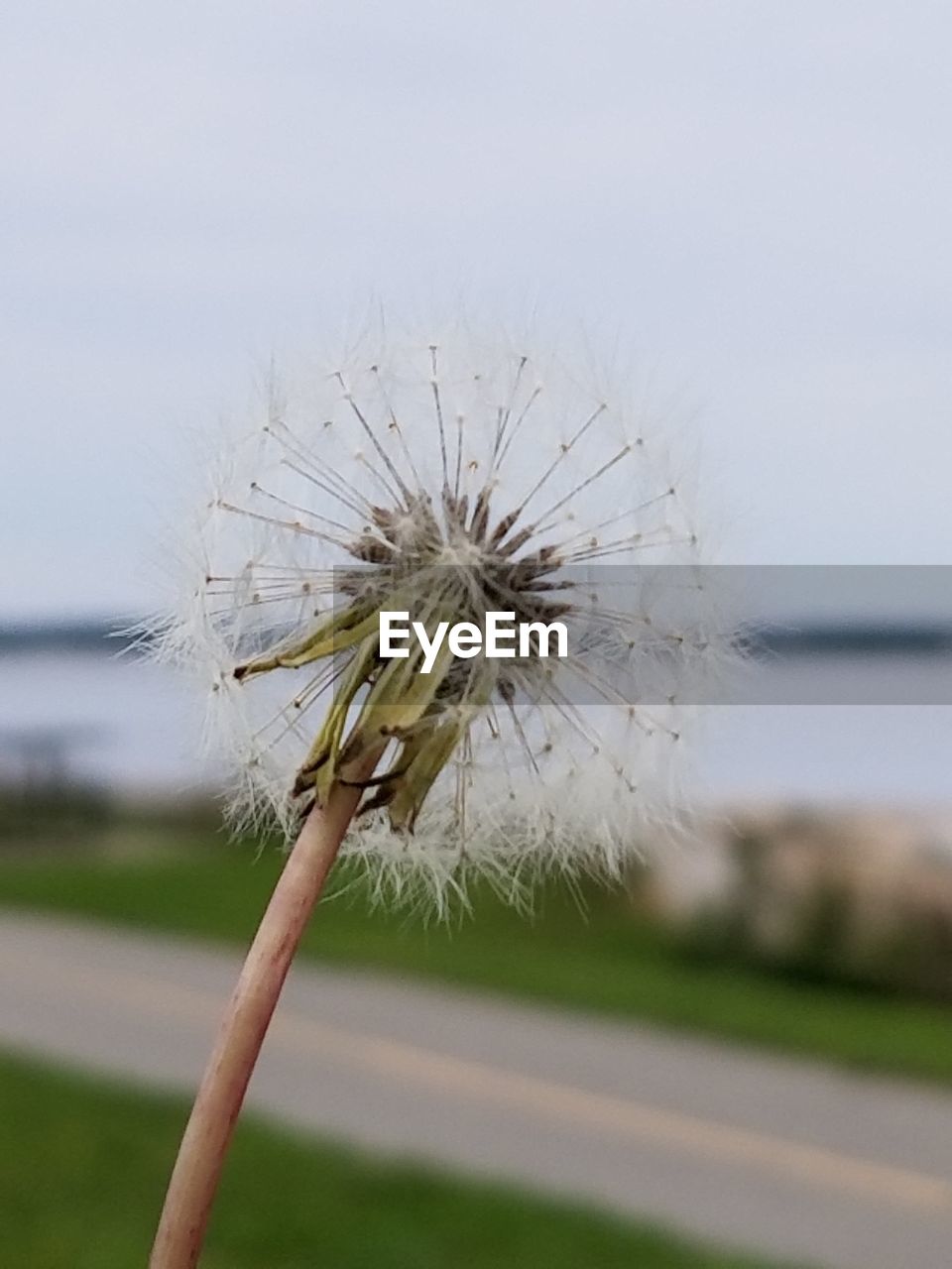 CLOSE-UP OF DANDELION AGAINST SKY