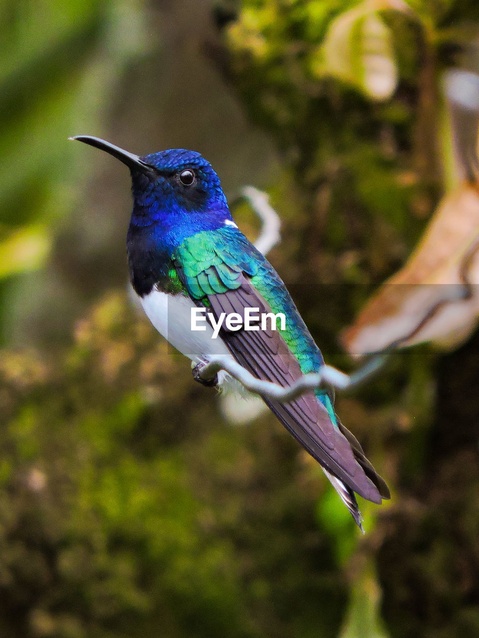 CLOSE-UP OF A BIRD