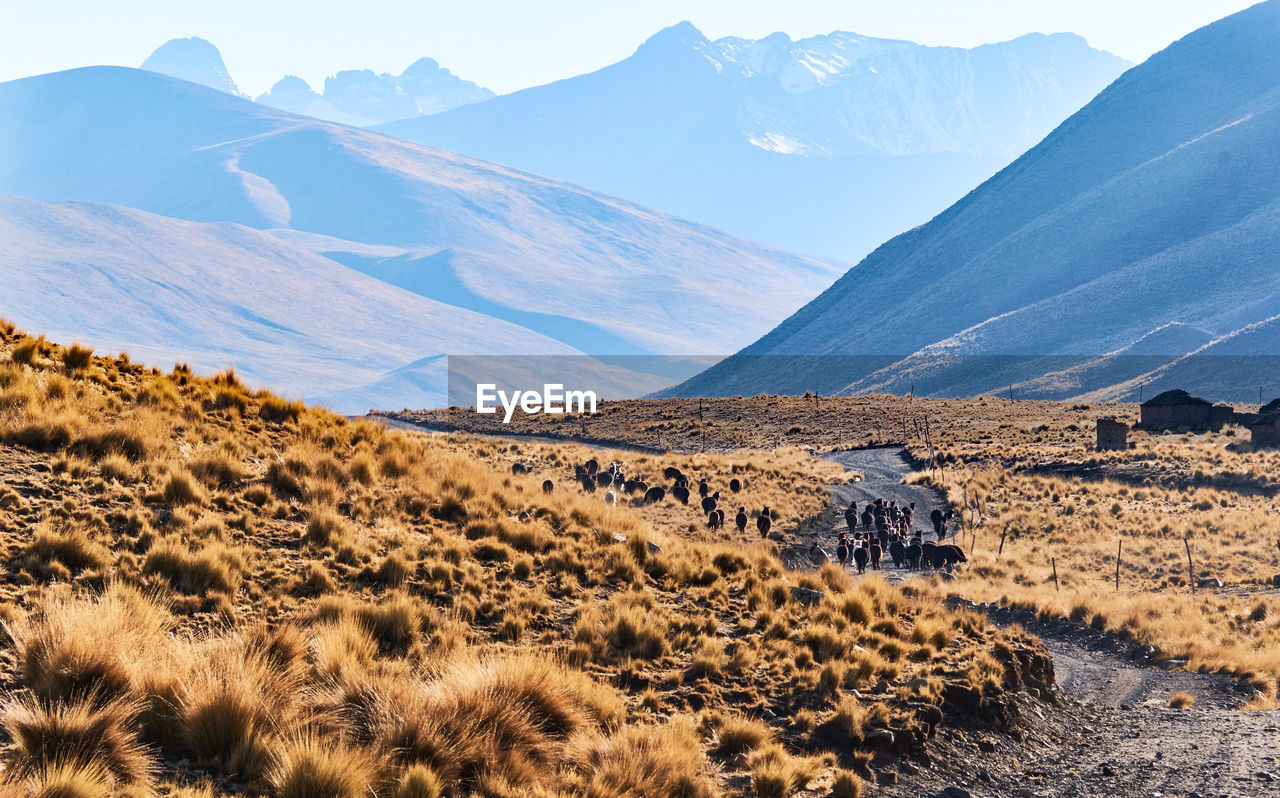 Scenic view of landscape and mountains against sky cordillera real bolivia alpacas 