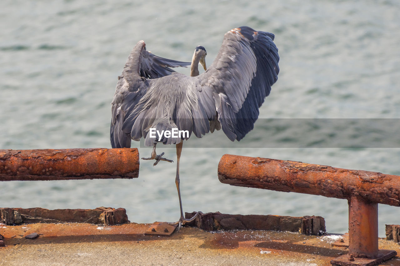 Blue heron perching on railing against sea