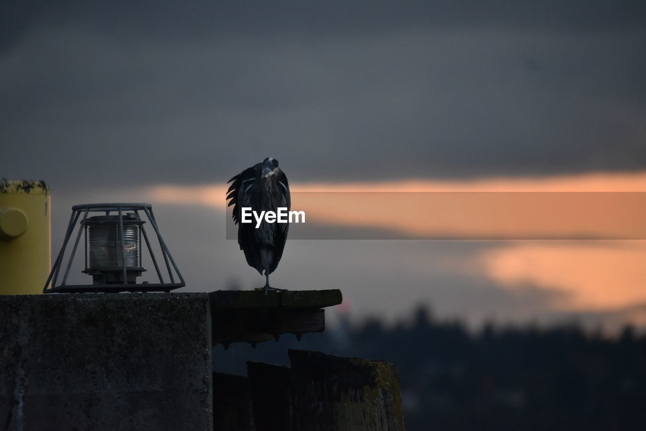 BIRD PERCHING ON WOODEN POST