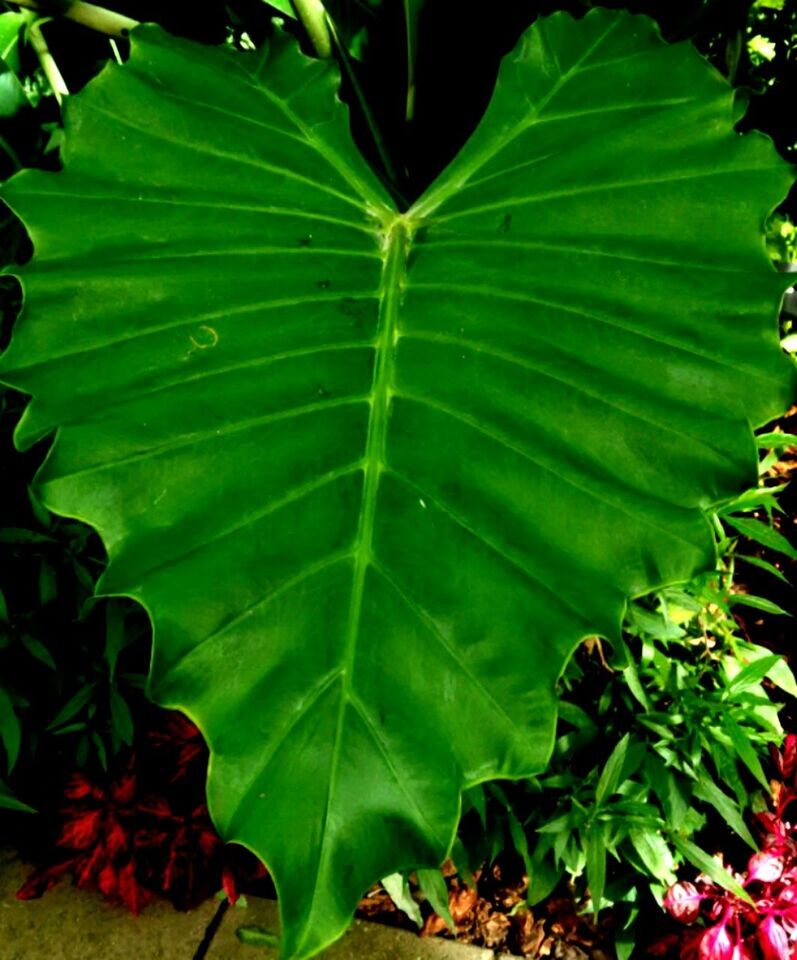 CLOSE-UP OF LEAVES ON PLANT