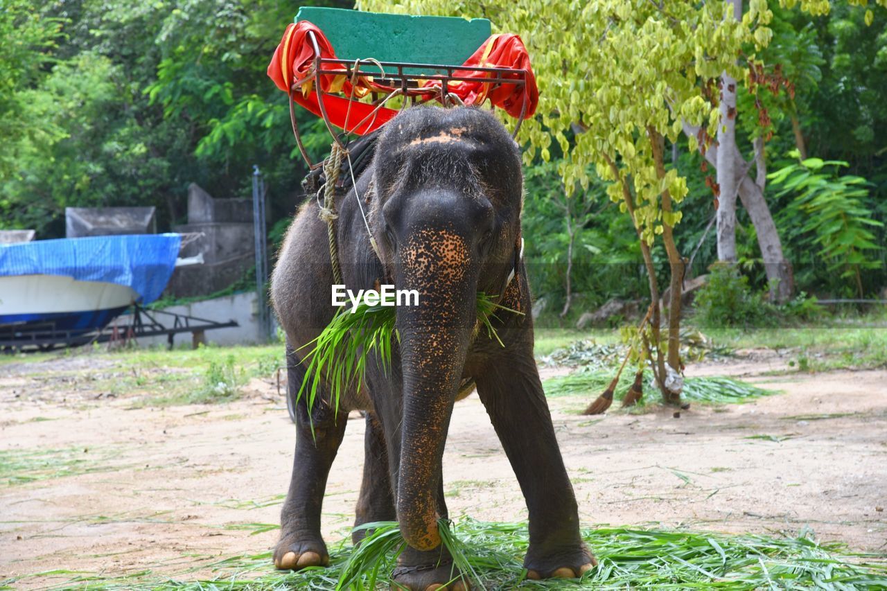 VIEW OF ELEPHANT