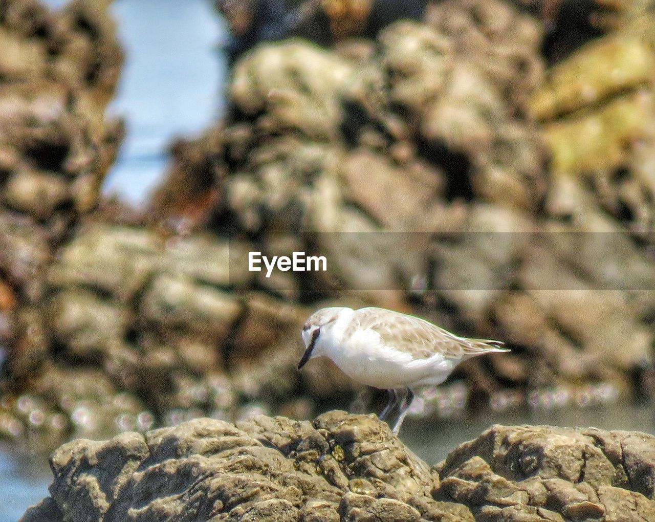 SEAGULL PERCHING ON ROCK