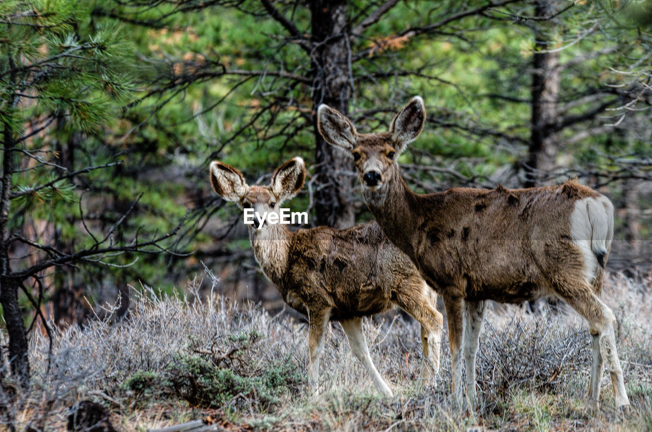 PORTRAIT OF DEER STANDING IN FOREST