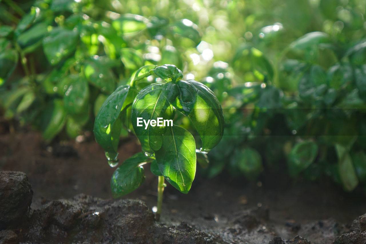 Close-up of basil plant growing in a greenhouse 