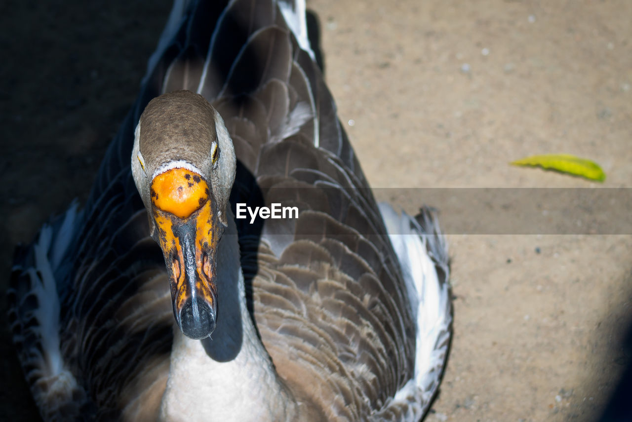 High angle view of greylag goose on field